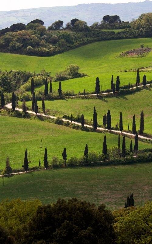 Paesaggio toscano con cipressi e colline verdi a Montepulciano, perfetto per tour privati di lusso nelle Dimore Pulcino.